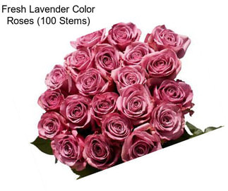 Fresh Lavender Color Roses (100 Stems)