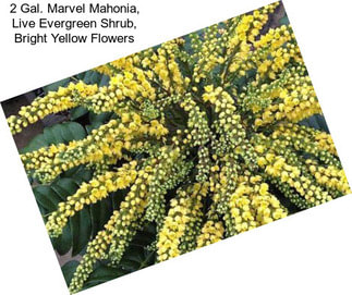 2 Gal. Marvel Mahonia, Live Evergreen Shrub, Bright Yellow Flowers