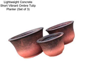 Lightweight Concrete Short Vibrant Ombre Tulip Planter (Set of 3)