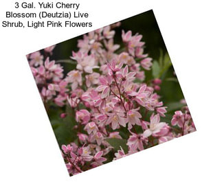 3 Gal. Yuki Cherry Blossom (Deutzia) Live Shrub, Light Pink Flowers