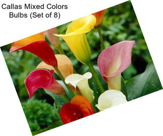 Callas Mixed Colors Bulbs (Set of 8)