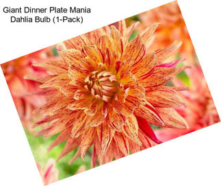 Giant Dinner Plate Mania Dahlia Bulb (1-Pack)