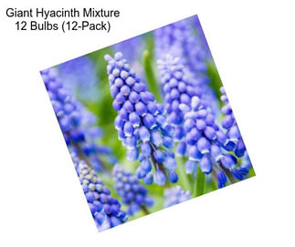 Giant Hyacinth Mixture 12 Bulbs (12-Pack)