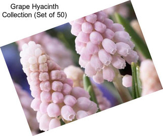 Grape Hyacinth Collection (Set of 50)