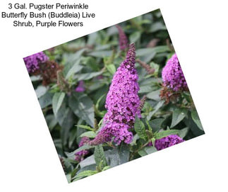 3 Gal. Pugster Periwinkle Butterfly Bush (Buddleia) Live Shrub, Purple Flowers