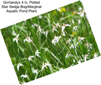 Givhandys 4 in. Potted Star Sedge Bog/Marginal Aquatic Pond Plant