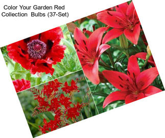 Color Your Garden Red  Collection  Bulbs (37-Set)