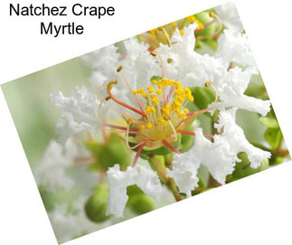 Natchez Crape Myrtle