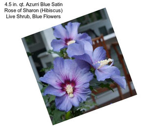 4.5 in. qt. Azurri Blue Satin Rose of Sharon (Hibiscus) Live Shrub, Blue Flowers