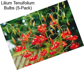 Lilium Tenuifolium Bulbs (5-Pack)