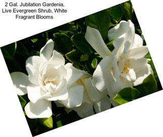 2 Gal. Jubilation Gardenia, Live Evergreen Shrub, White Fragrant Blooms