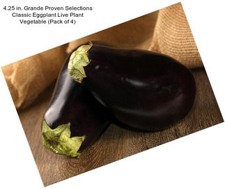 4.25 in. Grande Proven Selections Classic Eggplant Live Plant Vegetable (Pack of 4)