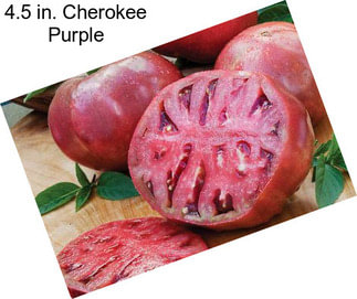 4.5 in. Cherokee Purple