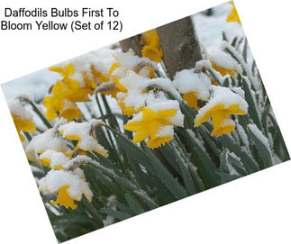 Daffodils Bulbs First To Bloom Yellow (Set of 12)