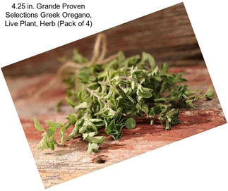 4.25 in. Grande Proven Selections Greek Oregano, Live Plant, Herb (Pack of 4)