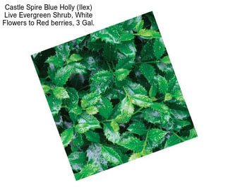 Castle Spire Blue Holly (Ilex) Live Evergreen Shrub, White Flowers to Red berries, 3 Gal.