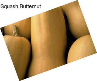 Squash Butternut