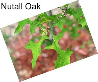 Nutall Oak