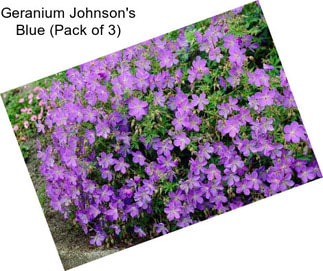 Geranium Johnson\'s Blue (Pack of 3)