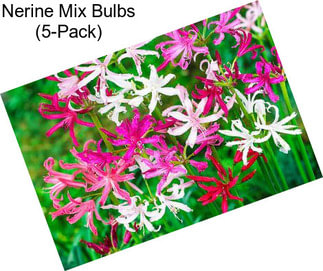 Nerine Mix Bulbs (5-Pack)