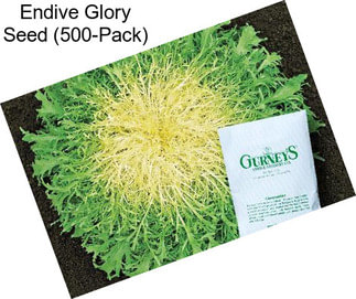 Endive Glory Seed (500-Pack)