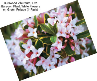 Burkwood Viburnum, Live Bareoon Plant, White Flowers on Green Foliage (1-Pack)
