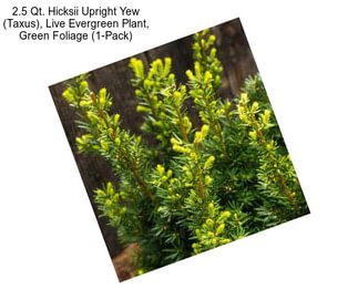 2.5 Qt. Hicksii Upright Yew (Taxus), Live Evergreen Plant, Green Foliage (1-Pack)