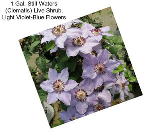 1 Gal. Still Waters (Clematis) Live Shrub, Light Violet-Blue Flowers