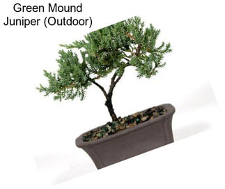 Green Mound Juniper (Outdoor)