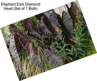 Elephant Ears Diamond Head (Set of 1 Bulb)