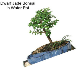 Dwarf Jade Bonsai in Water Pot