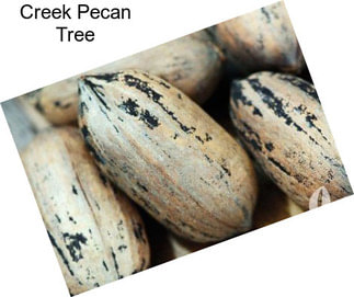 Creek Pecan Tree