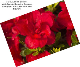 3 Gal. Autumn Bonfire - Multi-Season Blooming Compact Evergreen Shrub with True Red Flowers