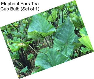 Elephant Ears Tea Cup Bulb (Set of 1)