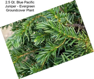 2.5 Qt. Blue Pacific Juniper - Evergreen Groundcover Plant