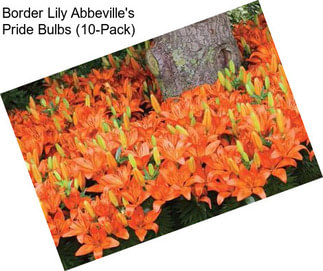 Border Lily Abbeville\'s Pride Bulbs (10-Pack)