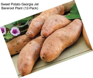 Sweet Potato Georgia Jet Bareroot Plant (12-Pack)