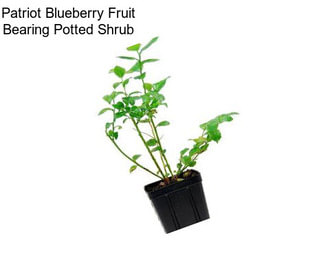 Patriot Blueberry Fruit Bearing Potted Shrub