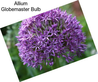 Allium Globemaster Bulb
