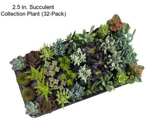 2.5 in. Succulent Collection Plant (32-Pack)