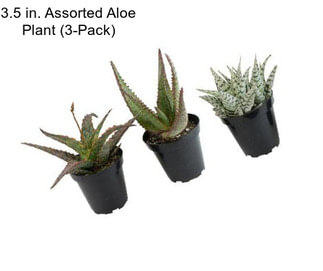 3.5 in. Assorted Aloe Plant (3-Pack)