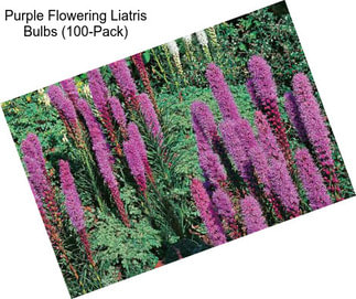 Purple Flowering Liatris Bulbs (100-Pack)