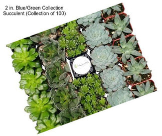 2 in. Blue/Green Collection Succulent (Collection of 100)