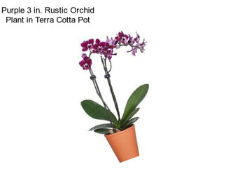 Purple 3 in. Rustic Orchid Plant in Terra Cotta Pot