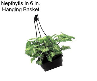 Nepthytis in 6 in. Hanging Basket