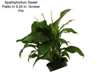 Spathiphyllum Sweet Pablo in 9.25 in. Grower Pot
