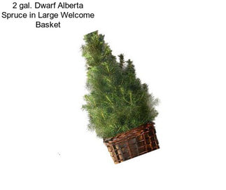 2 gal. Dwarf Alberta Spruce in Large Welcome Basket