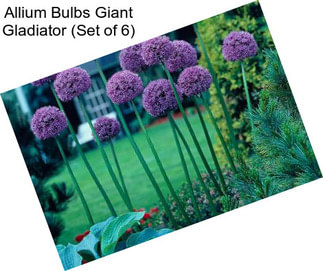 Allium Bulbs Giant Gladiator (Set of 6)