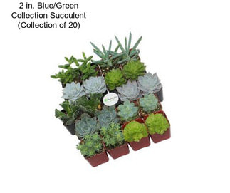 2 in. Blue/Green Collection Succulent (Collection of 20)