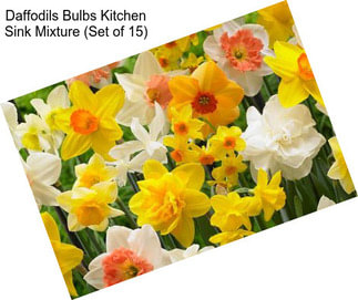 Daffodils Bulbs Kitchen Sink Mixture (Set of 15)